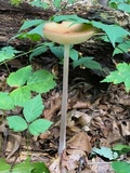 Oudemansiella furfuracea image