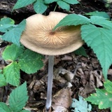 Oudemansiella furfuracea image