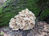 Grifola frondosa image