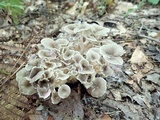 Polyporus umbellatus image
