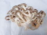 Polyporus umbellatus image