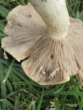 Stropharia hardii image