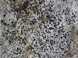Arthonia meridionalis image