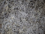 Arthonia meridionalis image