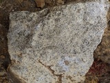 Arthonia meridionalis image