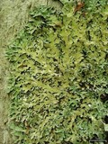 Parmelia squarrosa image