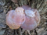 Ganoderma curtisii image