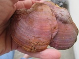 Ganoderma curtisii image