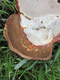 Ganoderma curtisii image