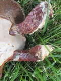 Ganoderma curtisii image