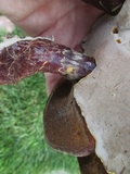 Ganoderma curtisii image