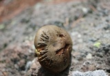 Phylloporus arenicola image