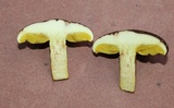 Phylloporus arenicola image