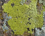 Acarospora socialis image