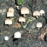 Mycena corticola image