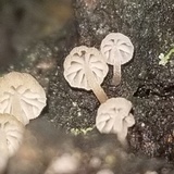 Mycena corticola image