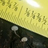 Mycena corticola image