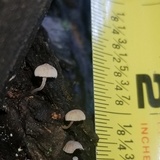 Mycena corticola image