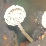 Mycena corticola image