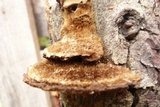 Coriolopsis gallica image