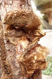 Coriolopsis gallica image