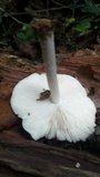 Pluteus petasatus image