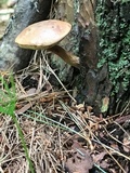 Imleria badia image