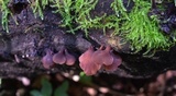 Dacryopinax elegans image