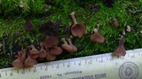 Dacryopinax elegans image