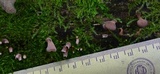Dacryopinax elegans image