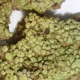Acarospora socialis image