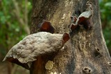 Auricularia nigricans image