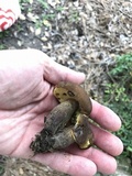 Phlebopus beniensis image