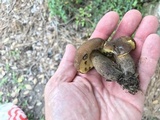 Phlebopus beniensis image