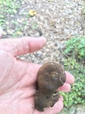 Phlebopus beniensis image