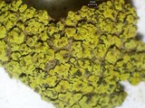 Candelariella citrina image