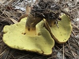 Phlebopus beniensis image