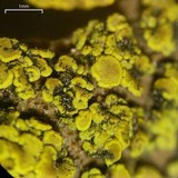 Candelariella citrina image