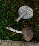 Pluteus longistriatus image