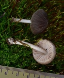 Pluteus longistriatus image