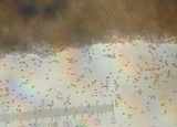 Pluteus longistriatus image