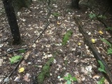 Cantharellus enelensis image