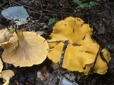 Cantharellus enelensis image