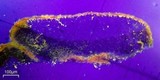 Candelariella citrina image