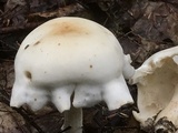 Rhodocollybia maculata image
