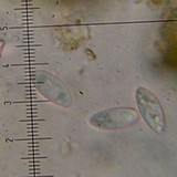 Candelariella citrina image