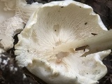 Rhodocollybia maculata image