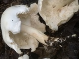 Rhodocollybia maculata image