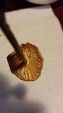 Marasmius oreades image