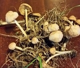 Marasmius oreades image